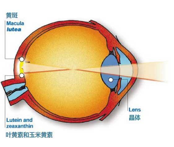 视力疲劳对眼睛的影响(图7)