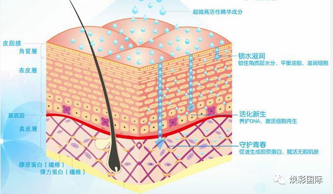 【焕彩国际】胶原蛋白对皮肤的意义和作用(图6)