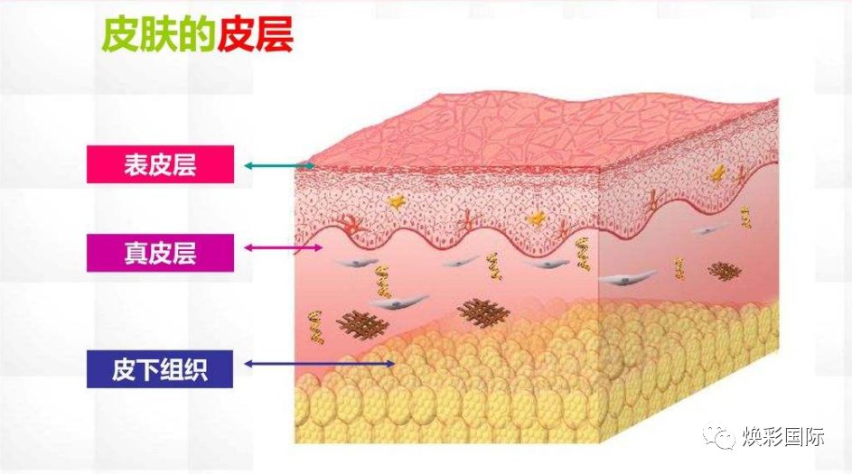美容必修课 | 皮肤生理学(图1)