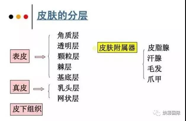 美容必修课 | 皮肤生理学(图2)