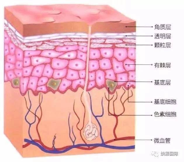 美容必修课 | 皮肤生理学(图3)