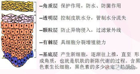 美容必修课 | 皮肤生理学(图4)