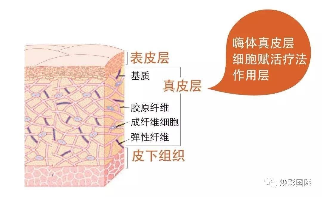 美容必修课 | 皮肤生理学(图5)