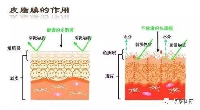 美容必修课 | 皮肤生理学(图9)