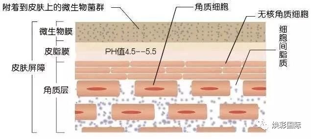 美容必修课 | 皮肤生理学(图10)