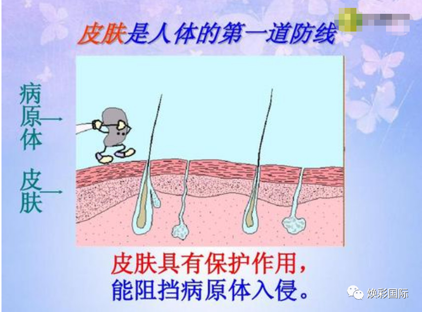 美容必修课 | 皮肤生理学(图11)