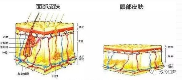【焕彩国际】为什么会长脂肪粒？(图2)