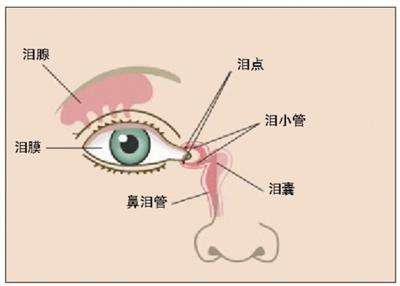 眼健康|眼睛为什么会自己流泪(图2)
