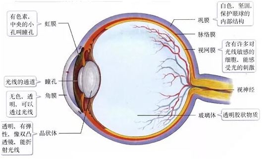 【焕彩国际】为什么眼睛要补充叶黄素？(图2)