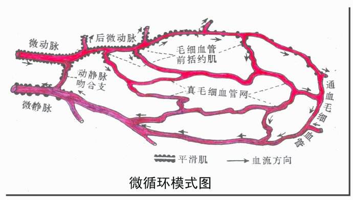 【焕彩国际】微循环对人体有多重要？(图4)